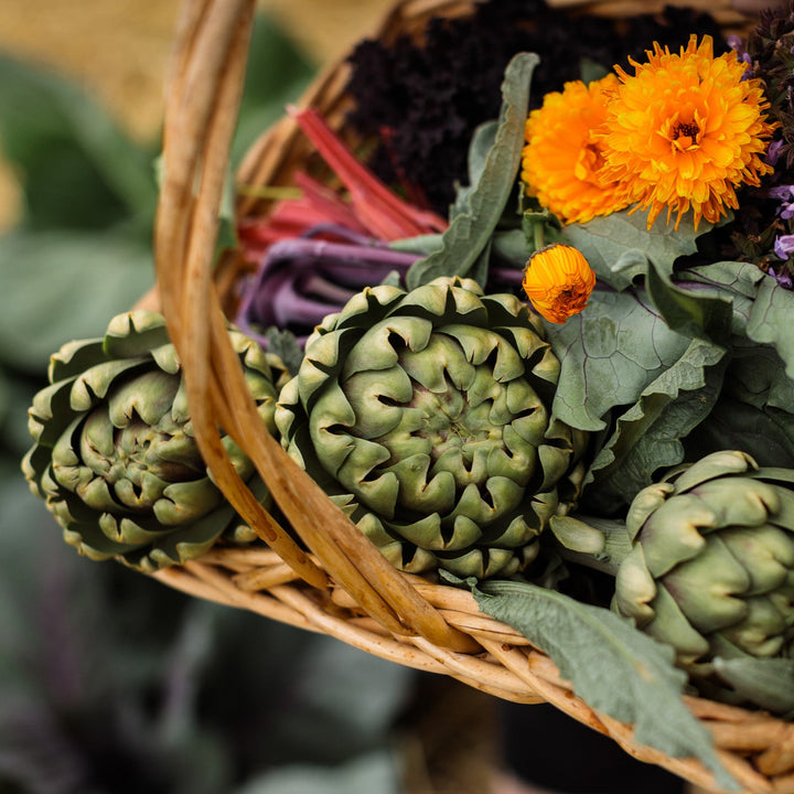 Artichoke Green Globe Vegetable | X 15 Seeds