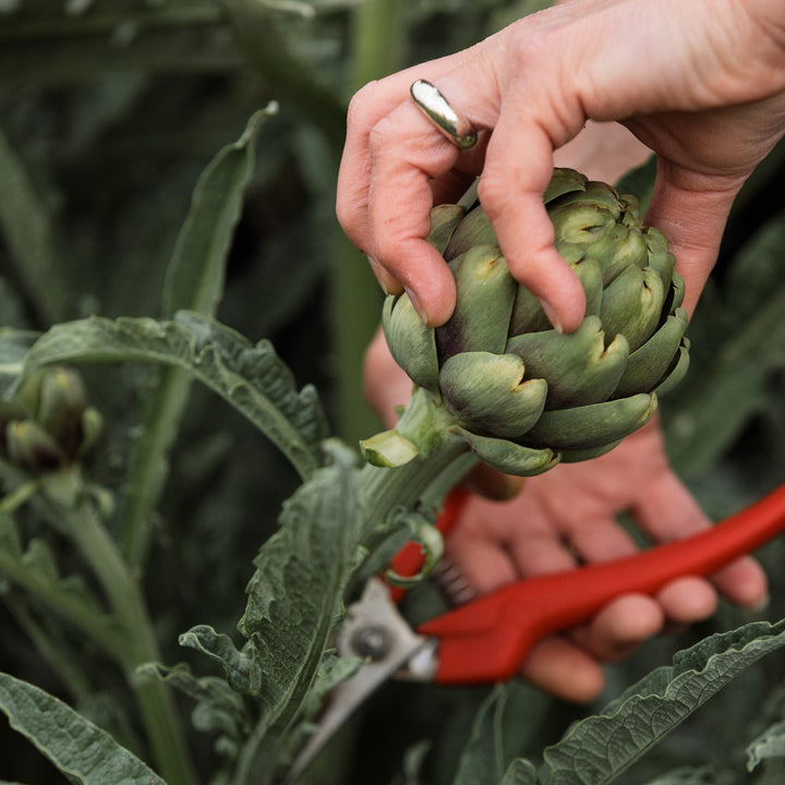 Artichoke Green Globe Vegetable | X 15 Seeds