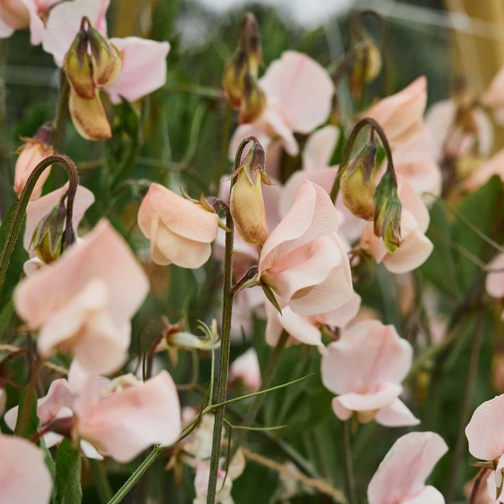 Sweet Pea Shell Pink Flower | X 10 Seeds