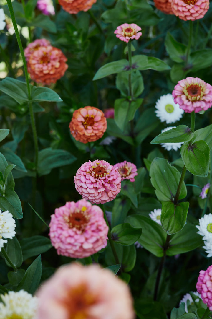 Zinnia Oklahoma Salmon Flower | X 50 Seeds