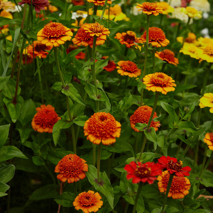 Zinnia Elegans Cresto Orange Flower | X 30 Seeds
