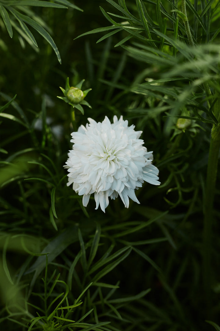 Cosmos Popsocks White Flower | X 30 Seeds