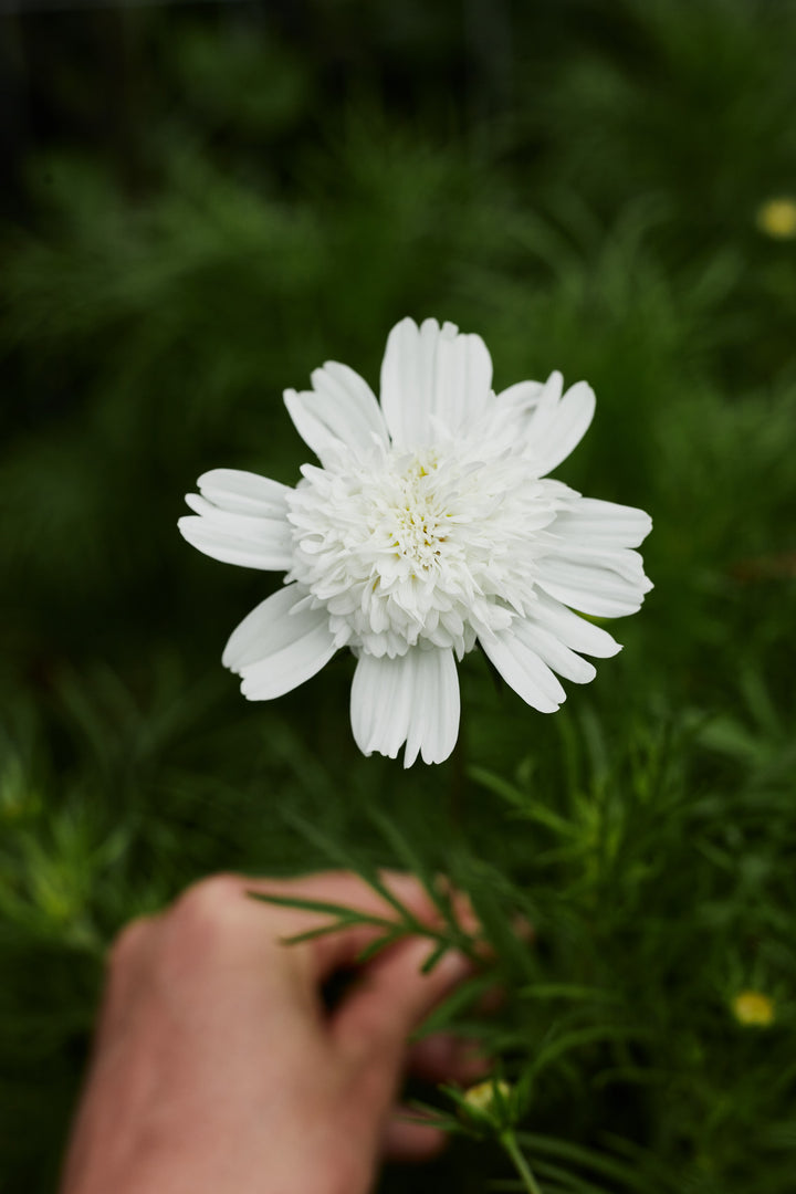 Cosmos Popsocks White Flower | X 30 Seeds