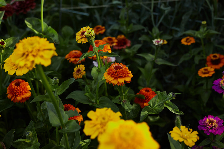 Zinnia Scabiosa Double Mixed Flower | X 50 Seeds