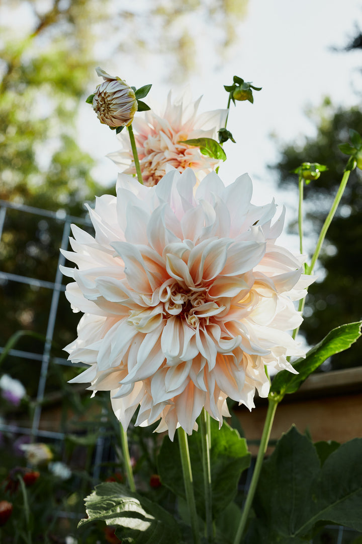 Dahlia Cafe au Lait Decorative Tuber (NOT TO WA)