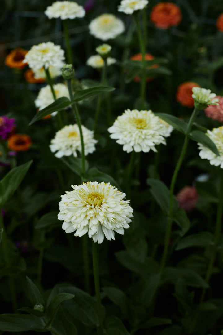 Zinnia Elegans Cresto Cream Flower | X 30 Seeds