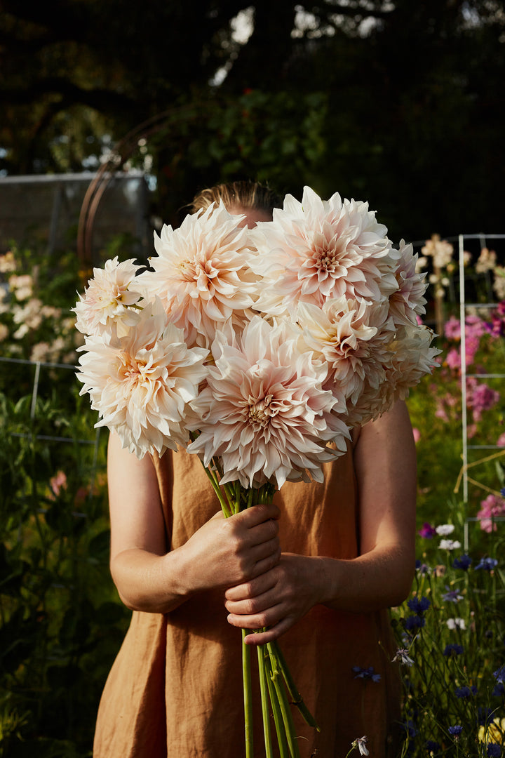 Dahlia Cafe au Lait Decorative Tuber (NOT TO WA)
