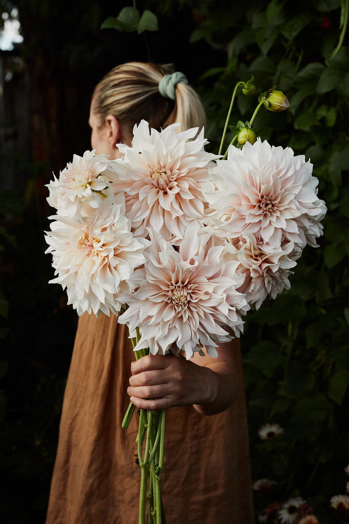 Dahlia Cafe au Lait Decorative Tuber (NOT TO WA)