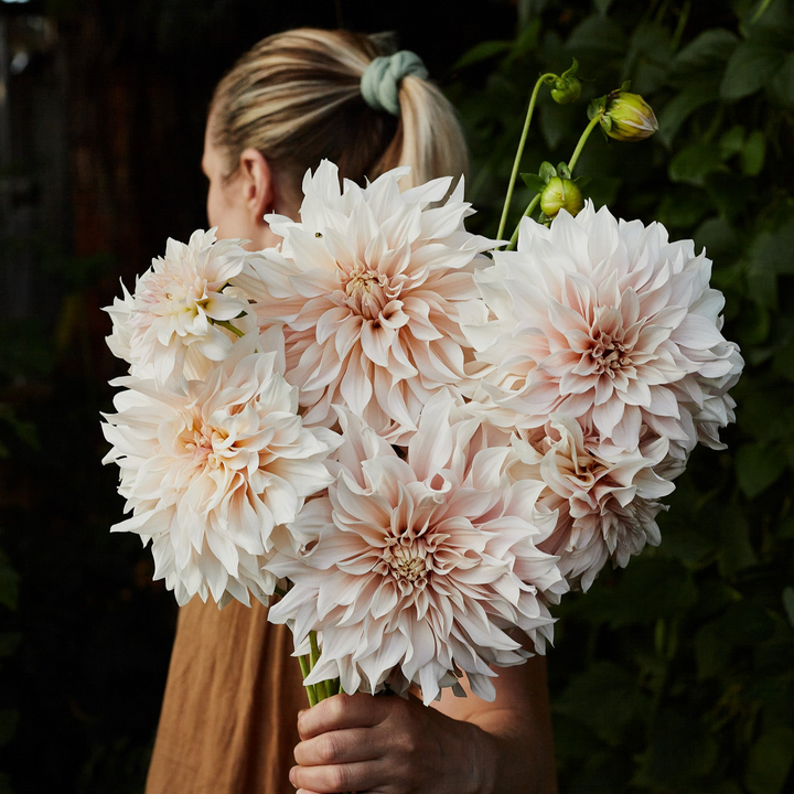 Dahlia Cafe au Lait Decorative Tuber (NOT TO WA)
