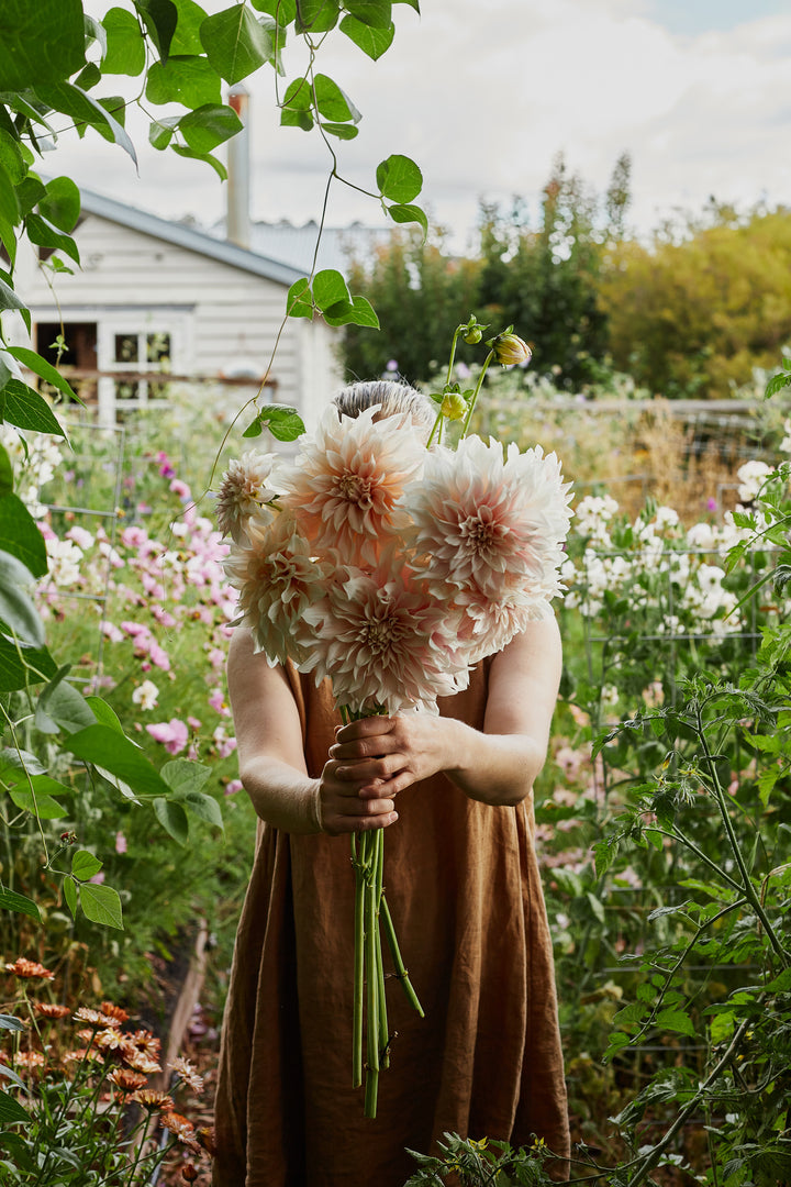 Dahlia Cafe au Lait Decorative Tuber (NOT TO WA)