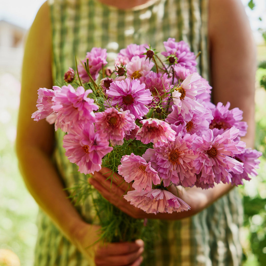 cosmos rose bonbon seeds Cosmos Double Dutch Rose Bon Bon Flower