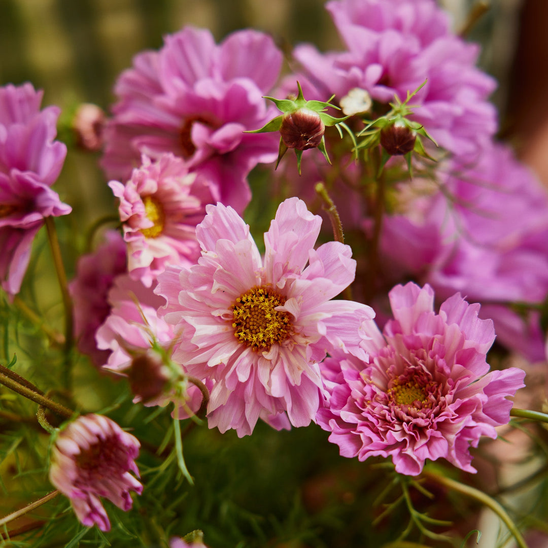 cosmos rose bonbon seeds Cosmos Double Dutch Rose Bon Bon Flower