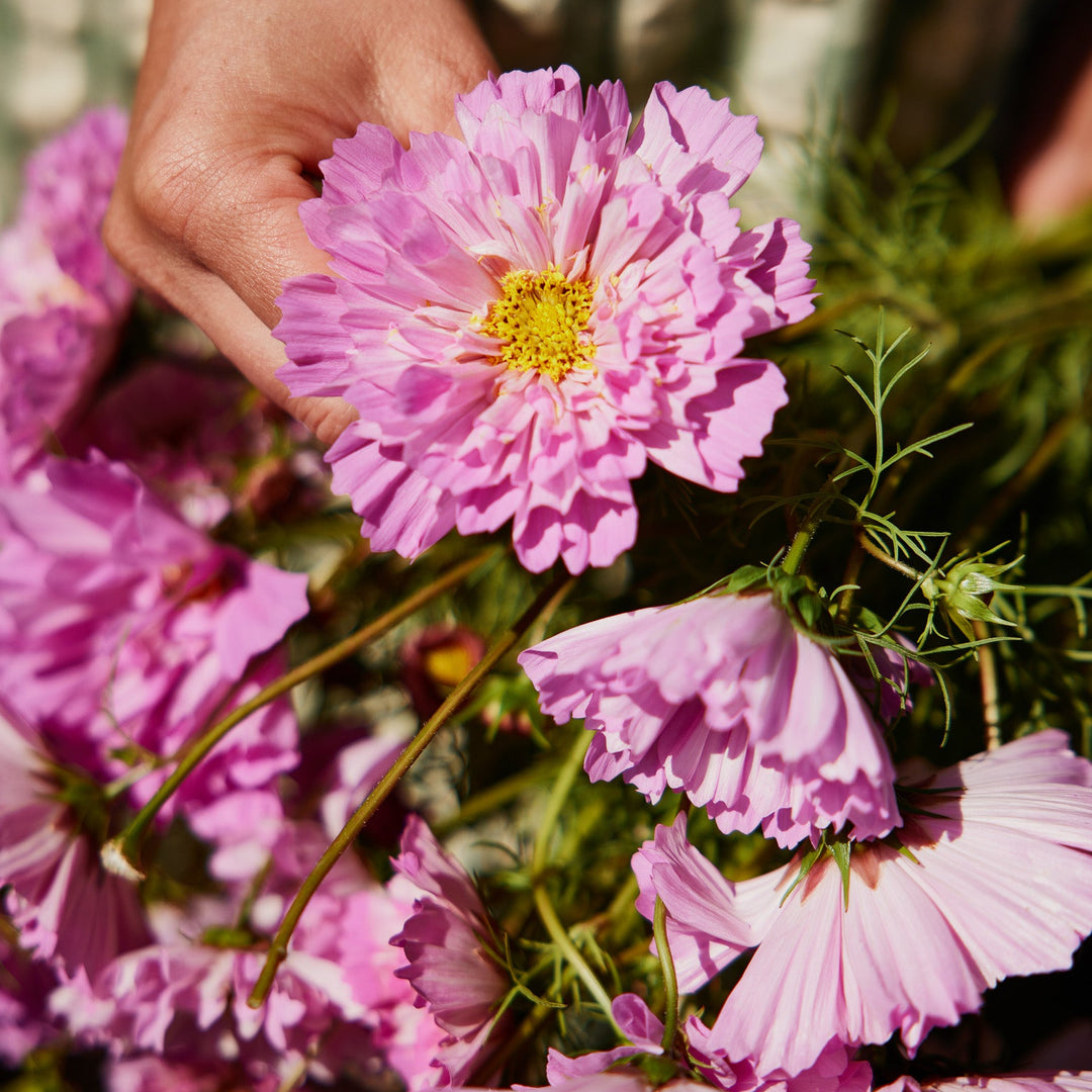 dutch rose seeds Cosmos Double Dutch Rose Bon Bon Flower