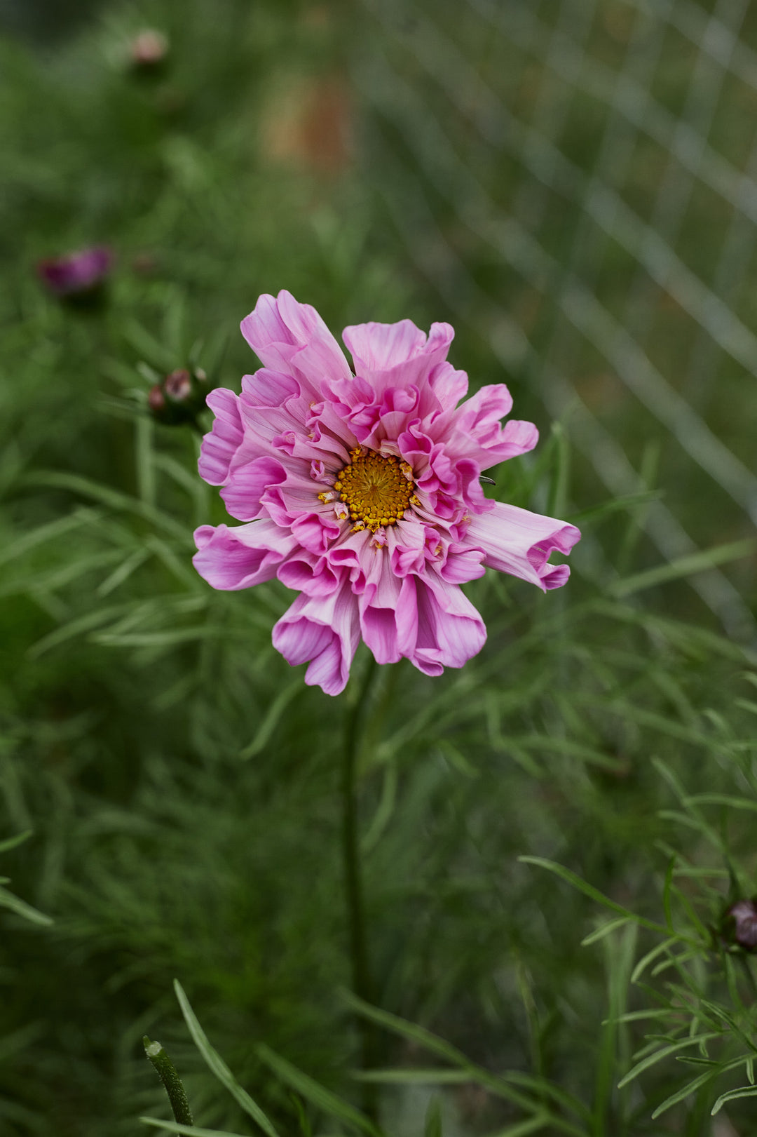 Cosmos Double Dutch Rose Bon Bon Flower | X 30 Seeds