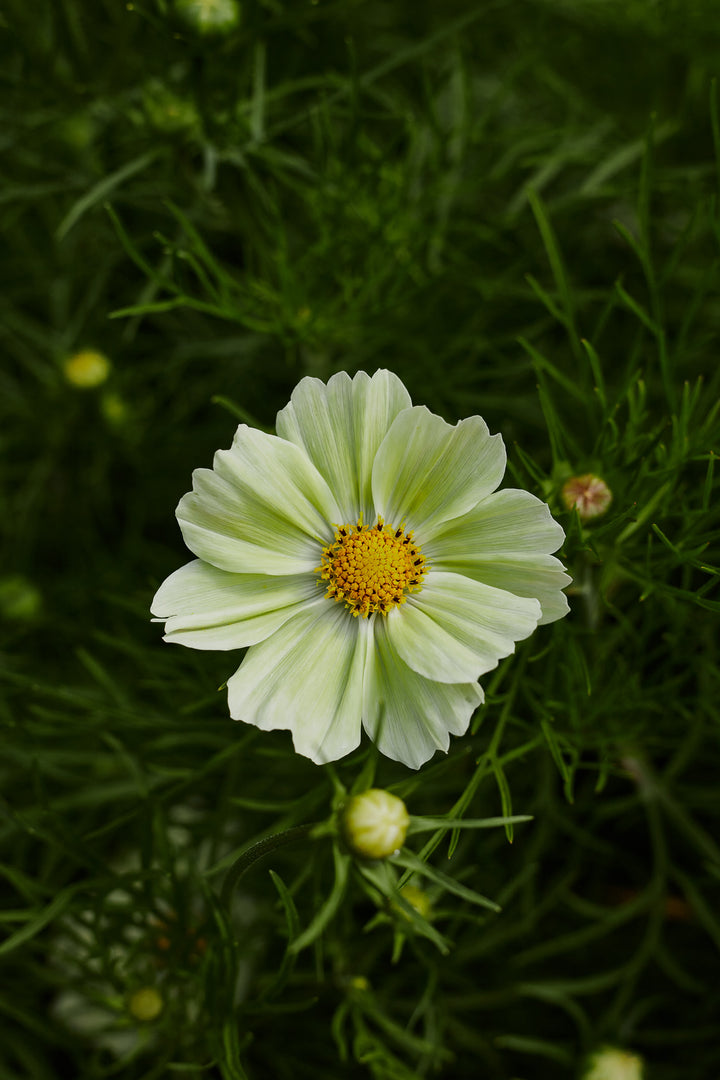 Cosmos Kiiro Flower | X 50 Seeds