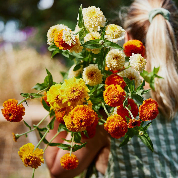 Zinnia Scabiosa Double Mixed Flower | X 50 Seeds