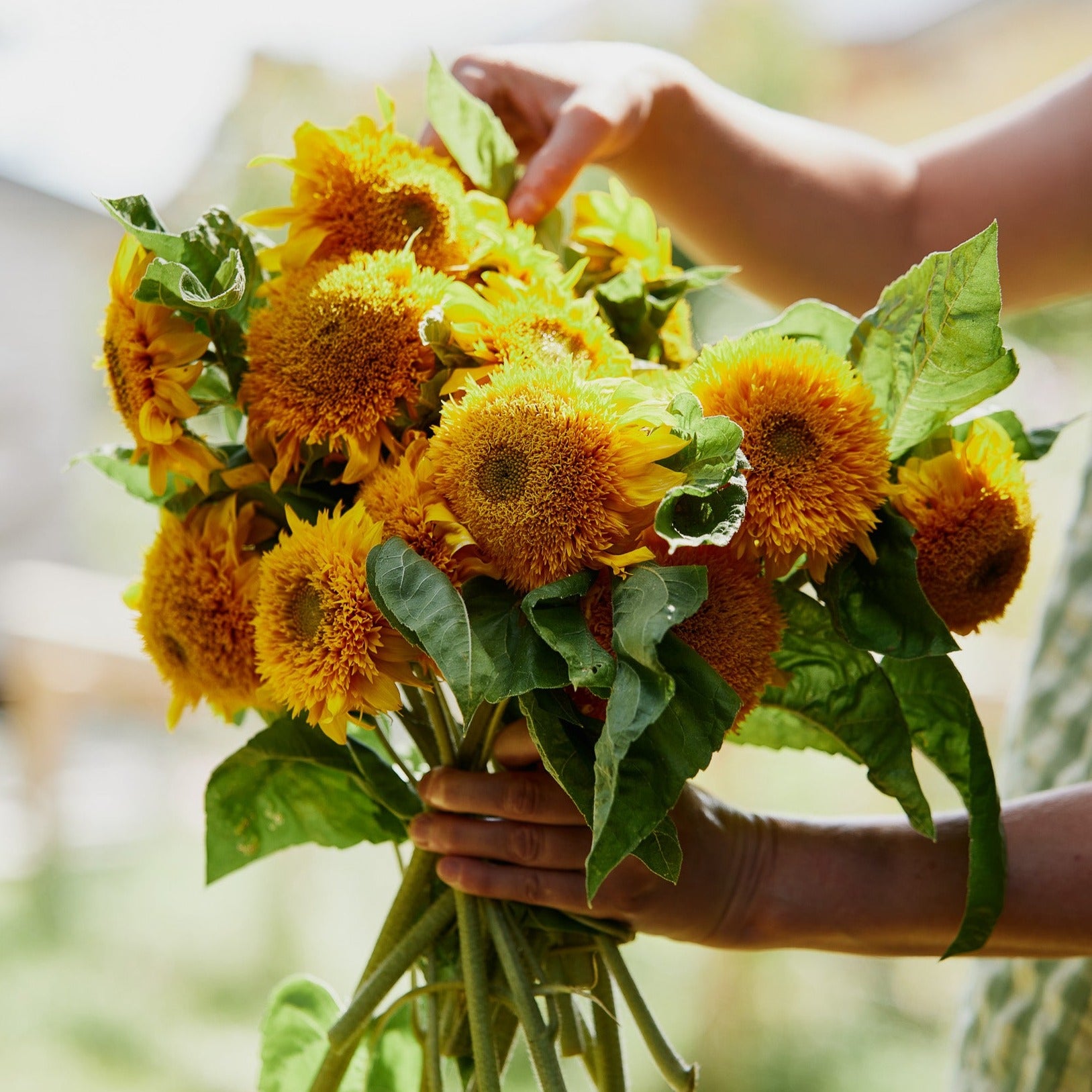 Teddy bear sunflower store bouquet