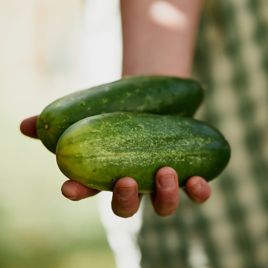 Cucumber National Pickler Vegetable  | X 25 Seeds