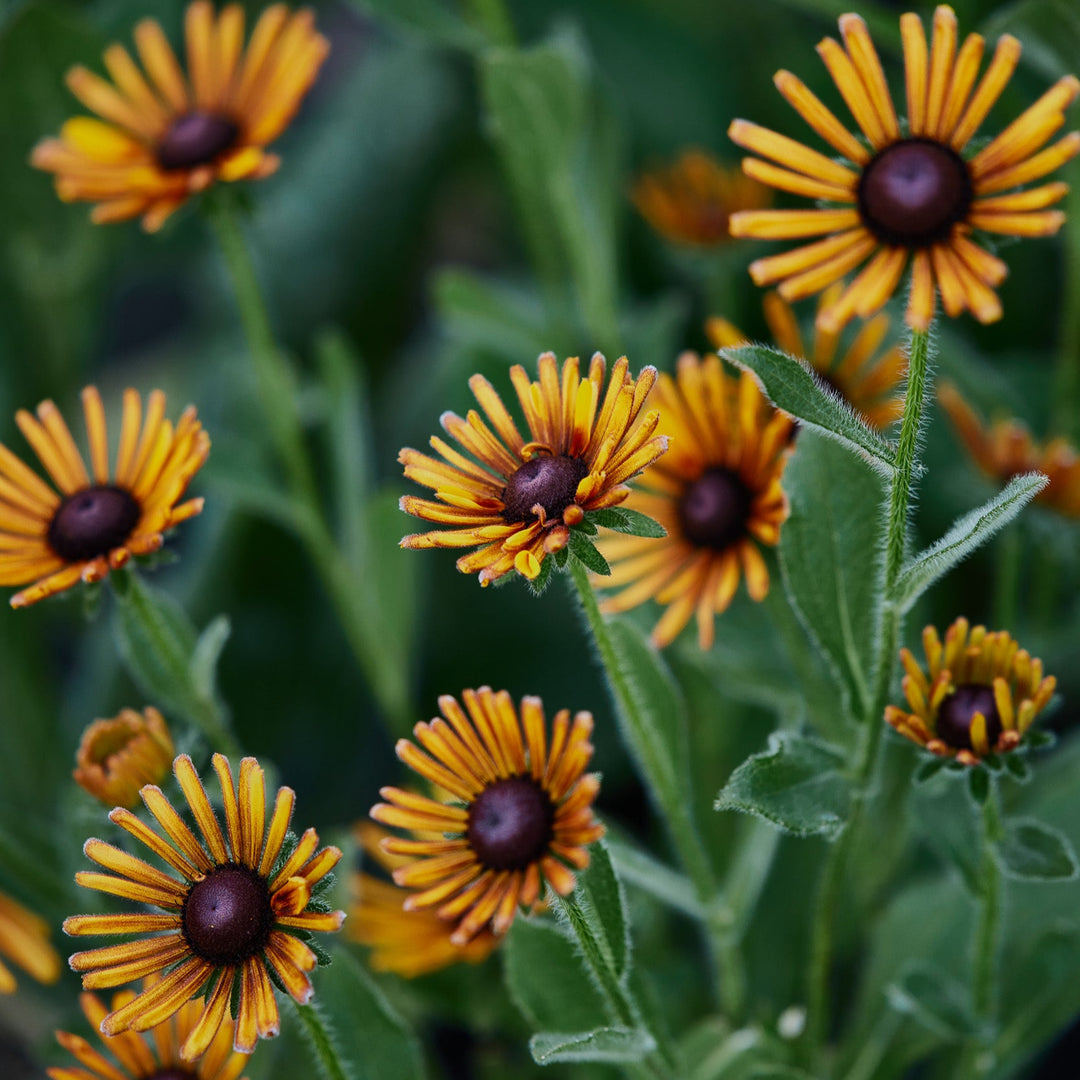 Rudbeckia Chim Chiminee Flower | X 30 Seeds