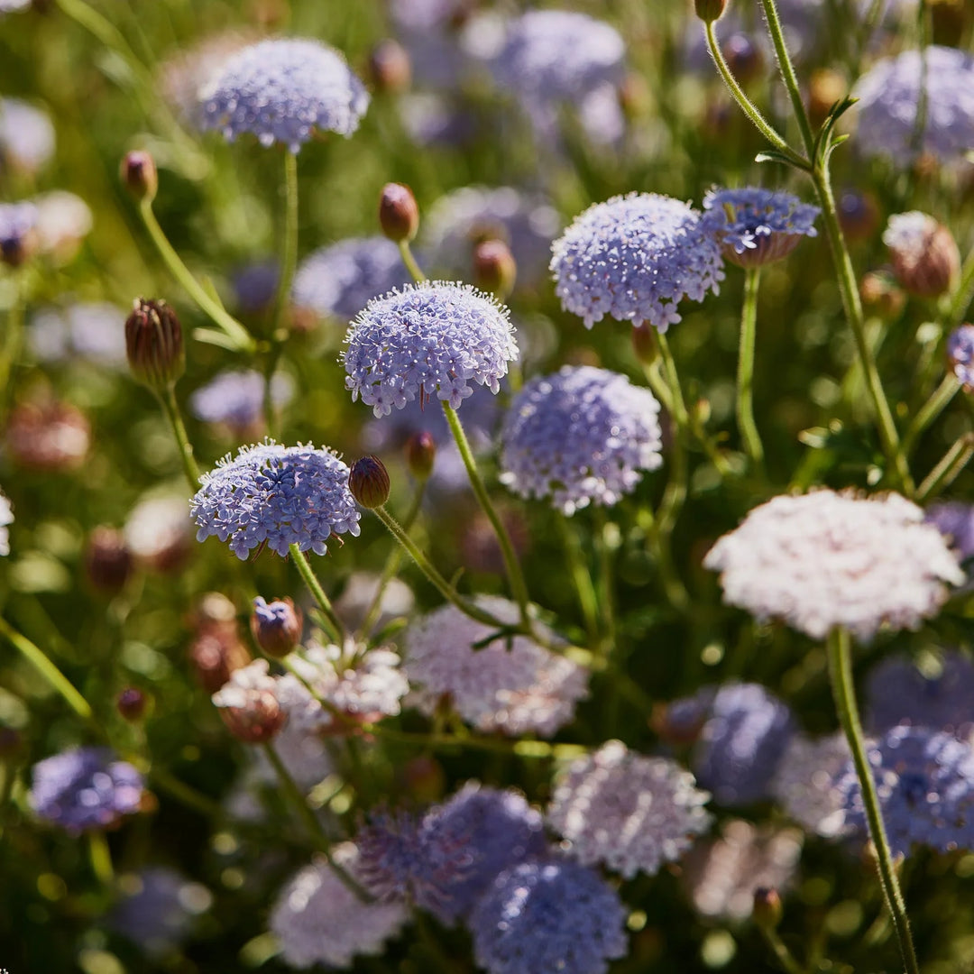 Australian Native Flower Mix - Approx 500 Seeds
