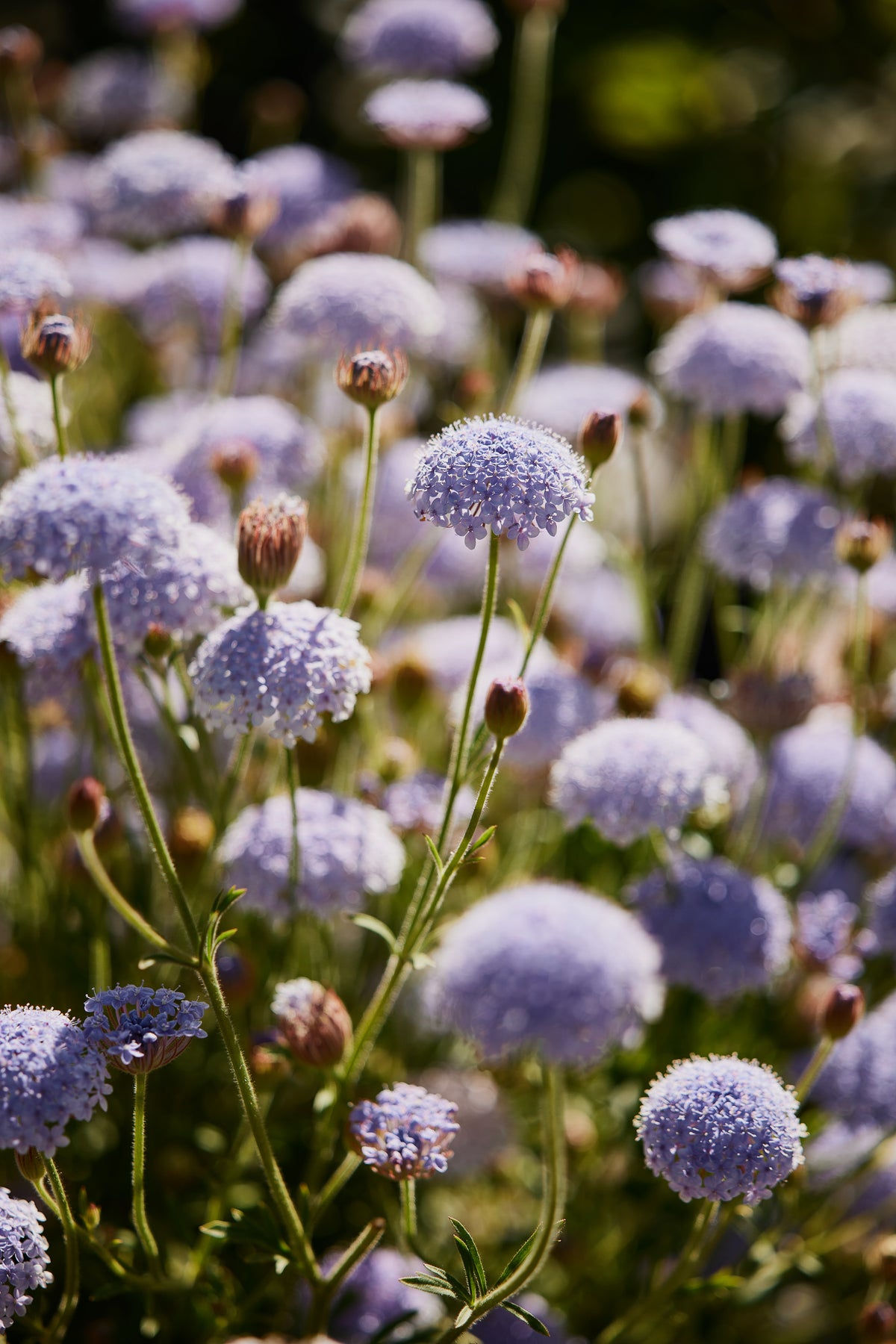 Didiscus Lacy Blue Flower (Rottnest Island Daisy) | X 50 Seeds – Veggie ...
