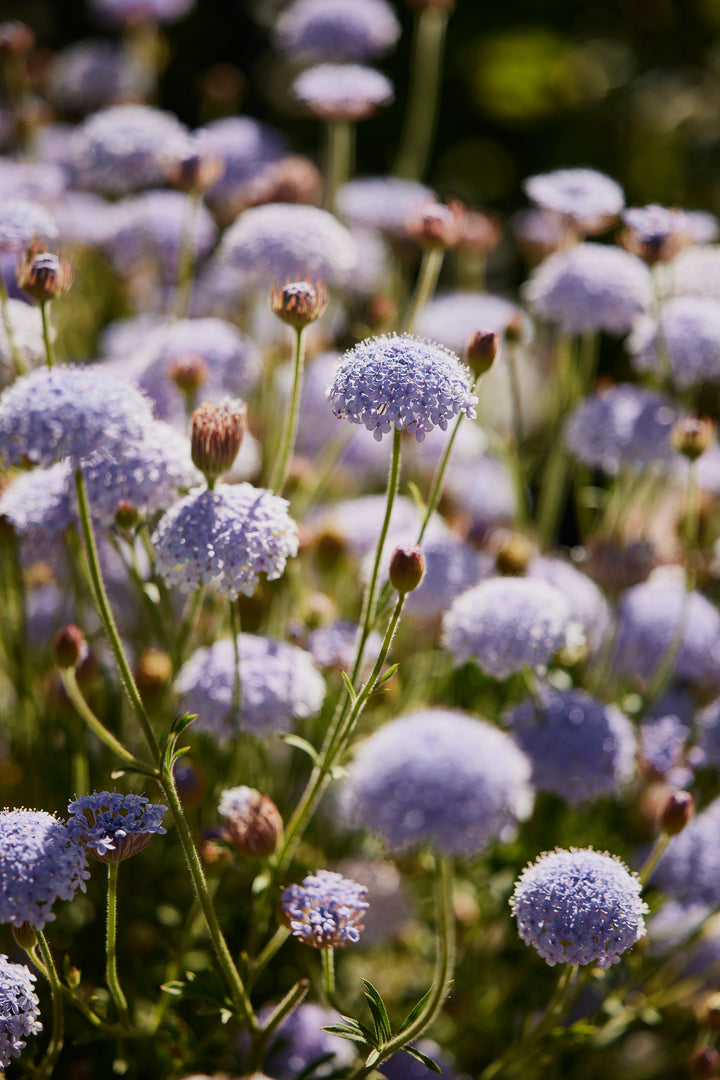 Didiscus Lacy Blue Flower (Rottnest Island Daisy) | X 50 Seeds