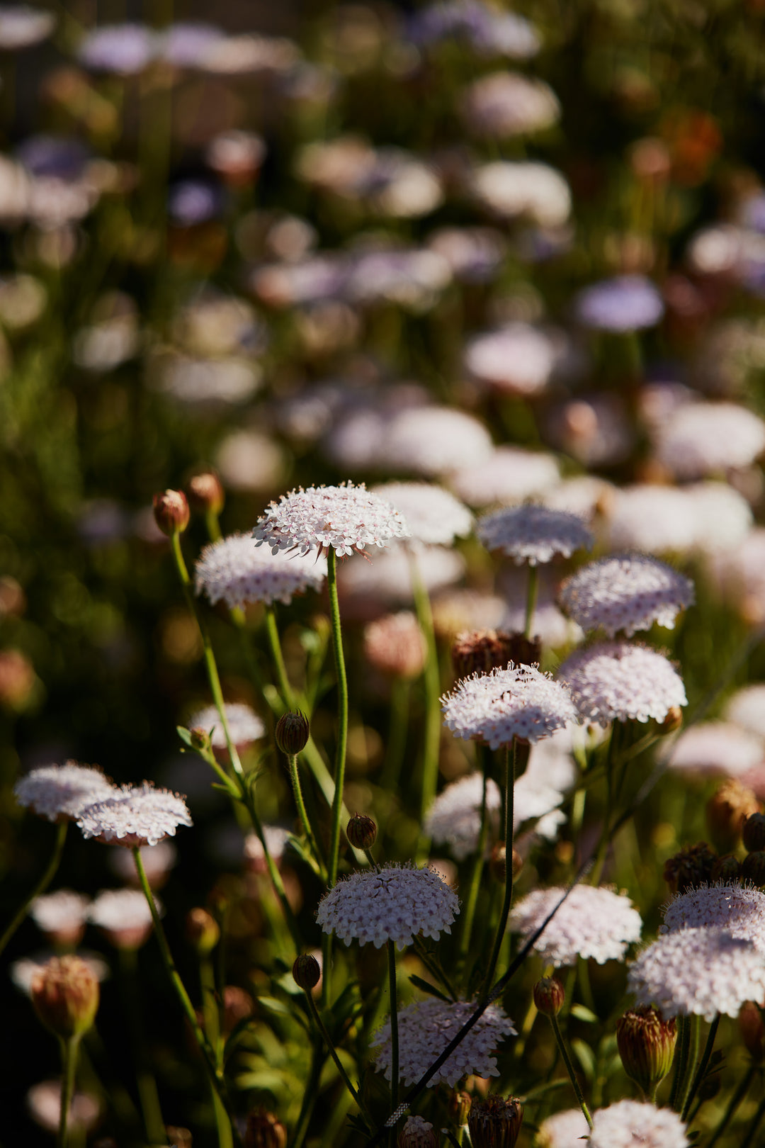 Didiscus Lacy Pink Flower | X 50 Seeds