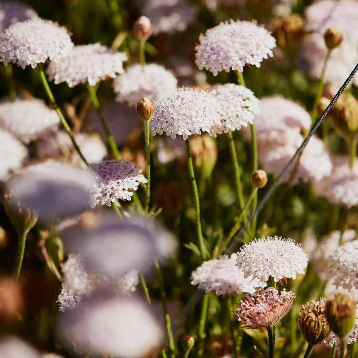 Didiscus Lacy Pink Flower | X 50 Seeds – Veggie & Flower Garden Seeds