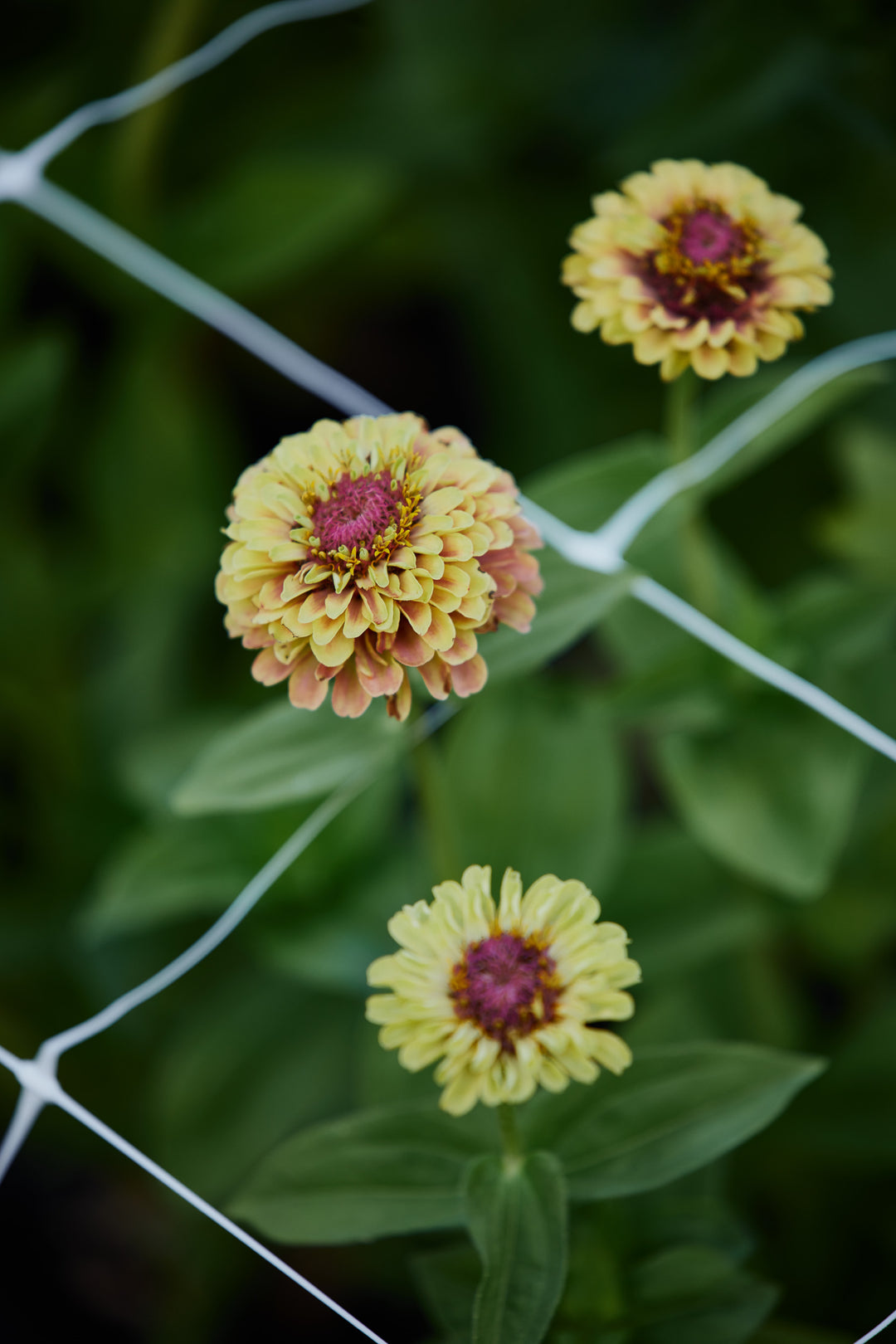 Zinnia Queeny Lime with Blush Flower | X 30 Seeds