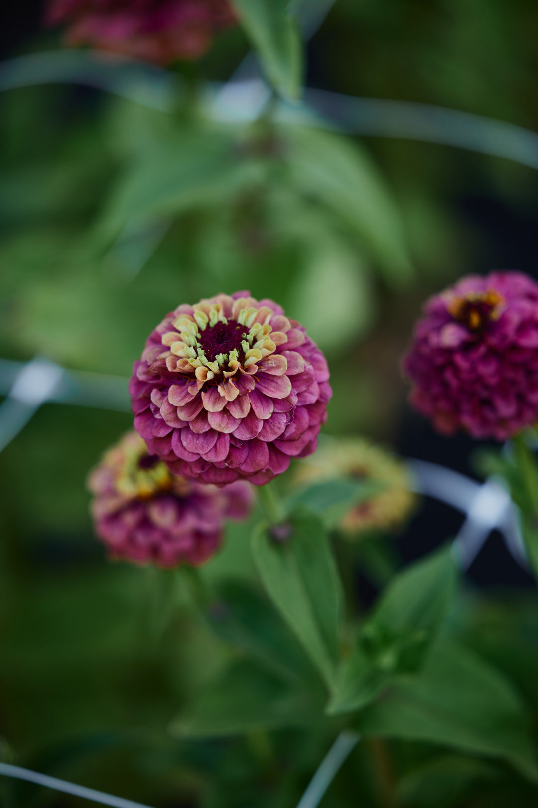 Zinnia Queeny Red with Lime Flower | X 30 Seeds