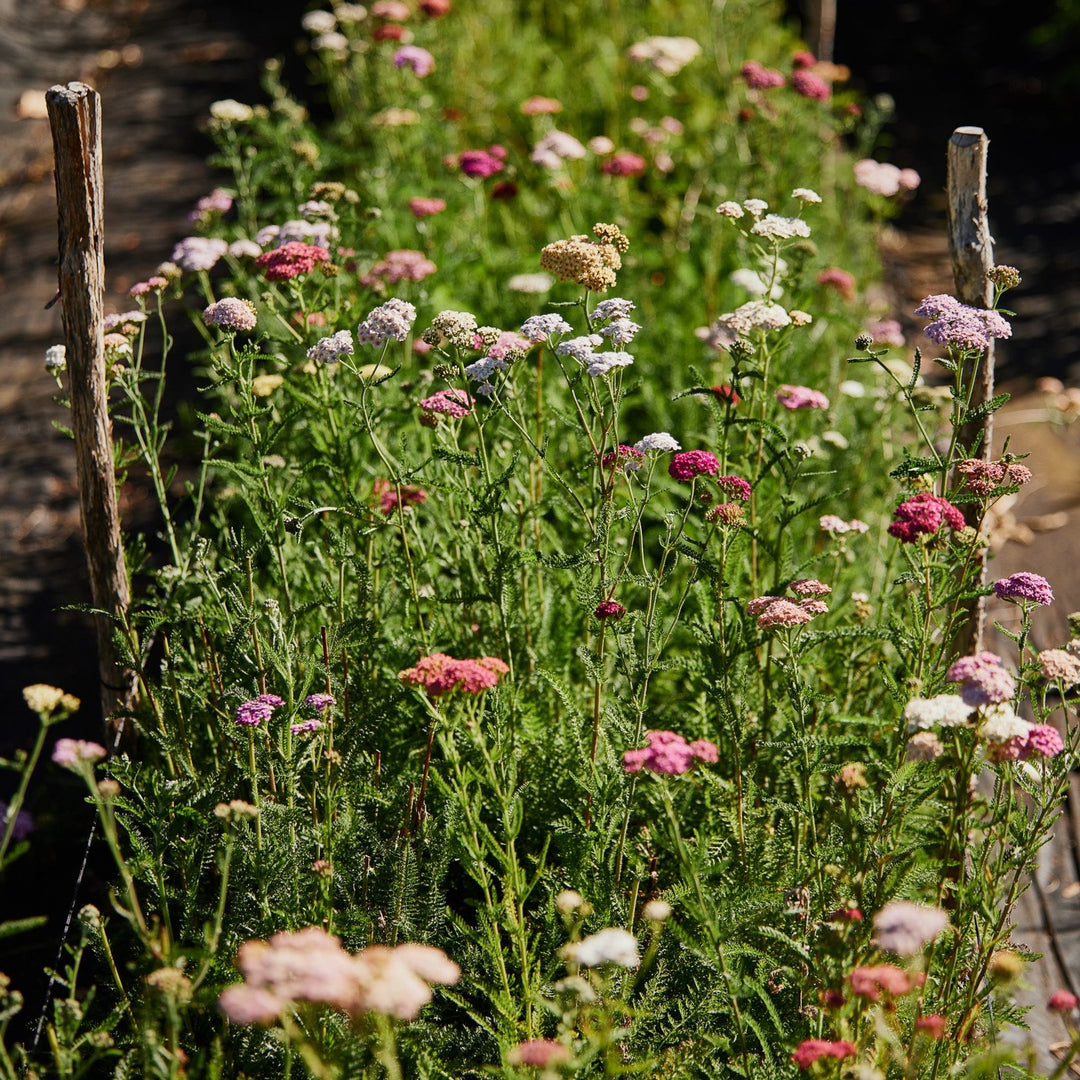 Yarrow Colorado Mix Achillea millefolium Flower | X 100 Seeds