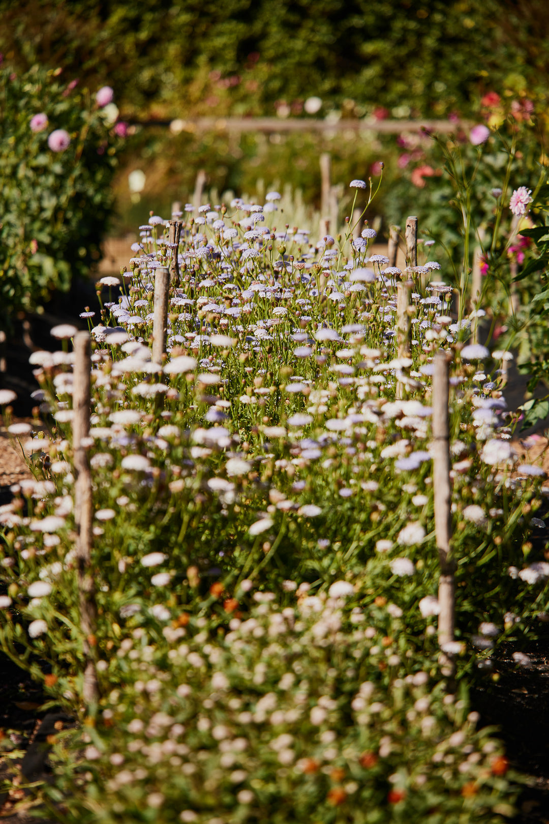 Didiscus Lacy Blue Flower (Rottnest Island Daisy) | X 50 Seeds