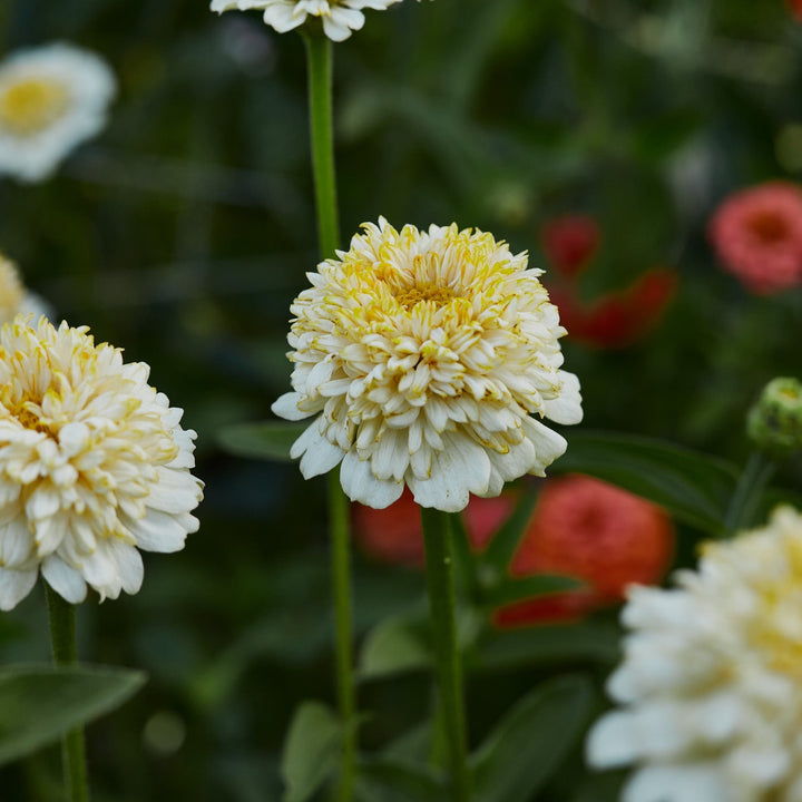 Zinnia Elegans Cresto Cream Flower | X 30 Seeds