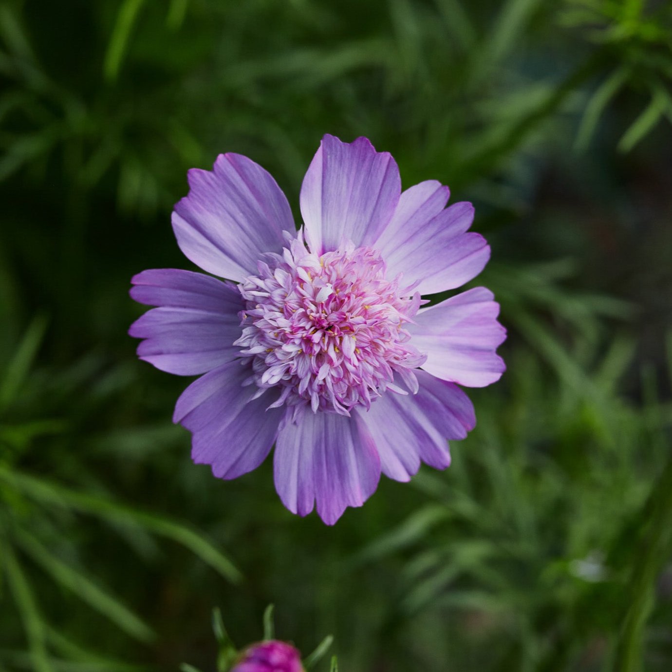 PREMIER SEEDS DIRECT - Flower Seed Petunia Easy Wave Mix Sweetheart