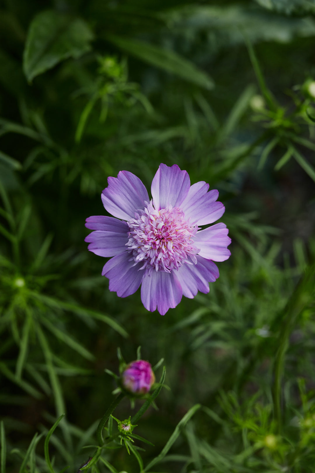Cosmos Popsocks Pink Flower | X 30 Seeds