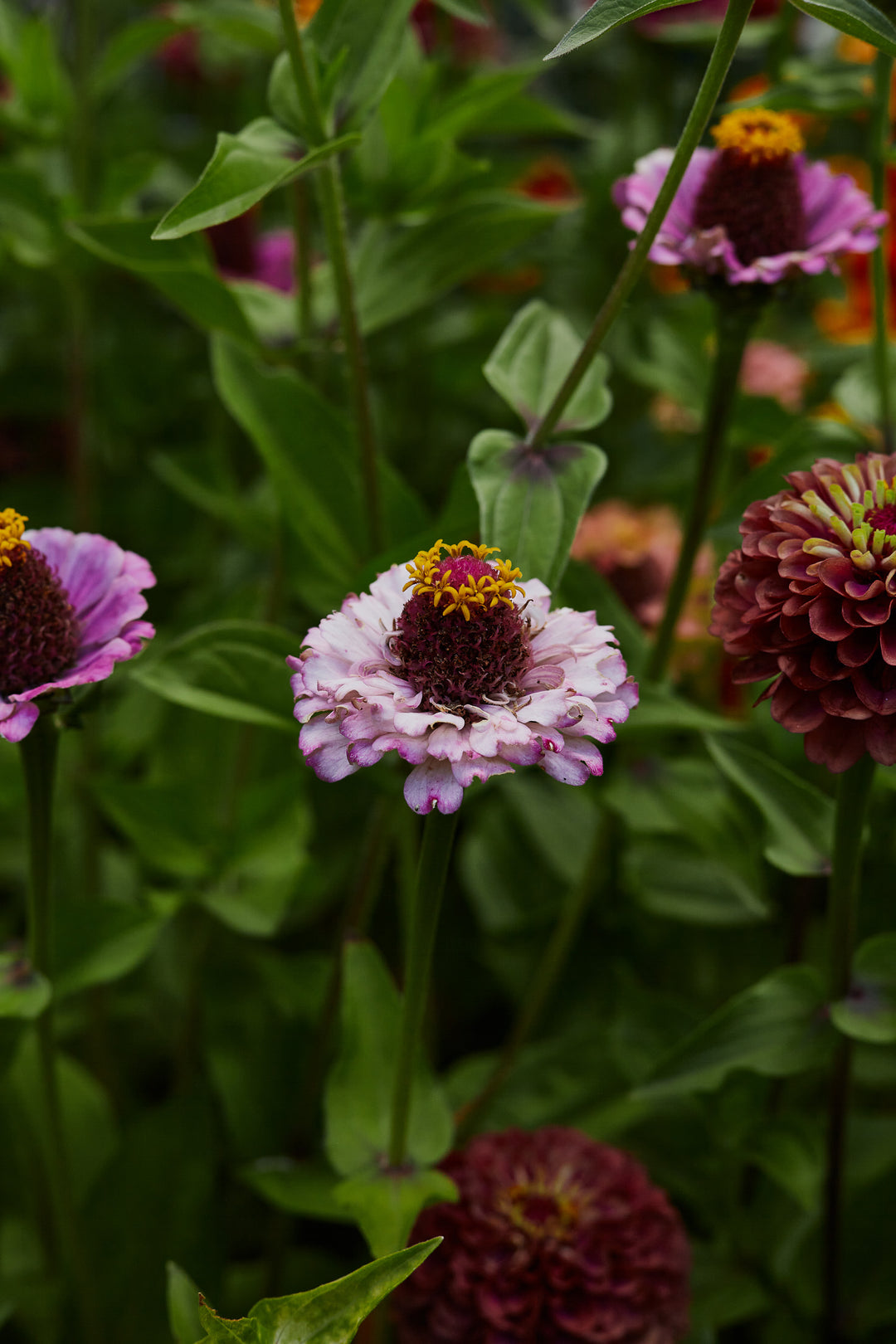 Zinnia Elegans Zinderella Lilac Flower | X 30 Seeds