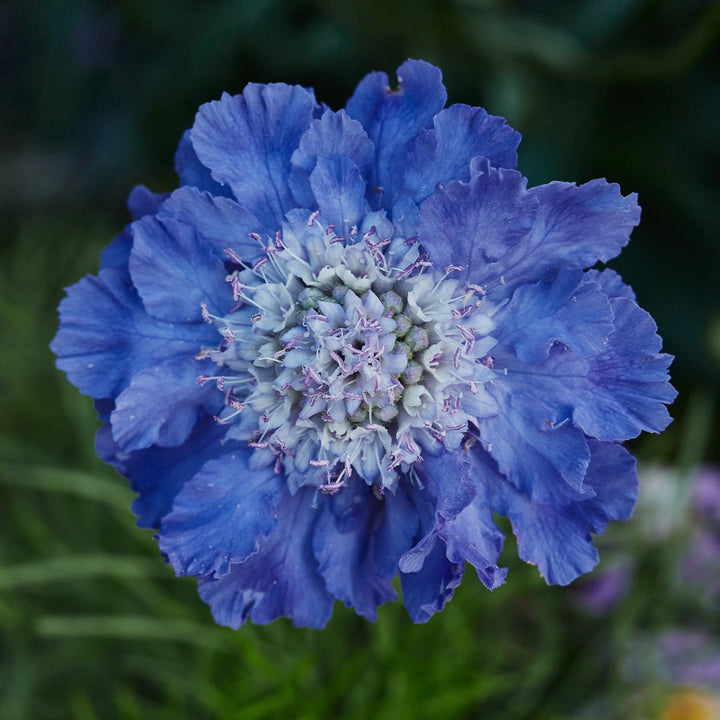 Scabiosa Fama Deep Blue Perennial Flower | X 20 Seeds (NOT TO WA)