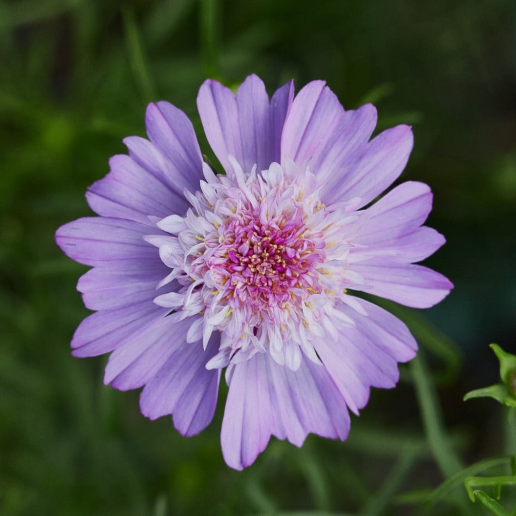 Cosmos Popsocks Pink Flower | X 30 Seeds – Veggie & Flower Garden Seeds