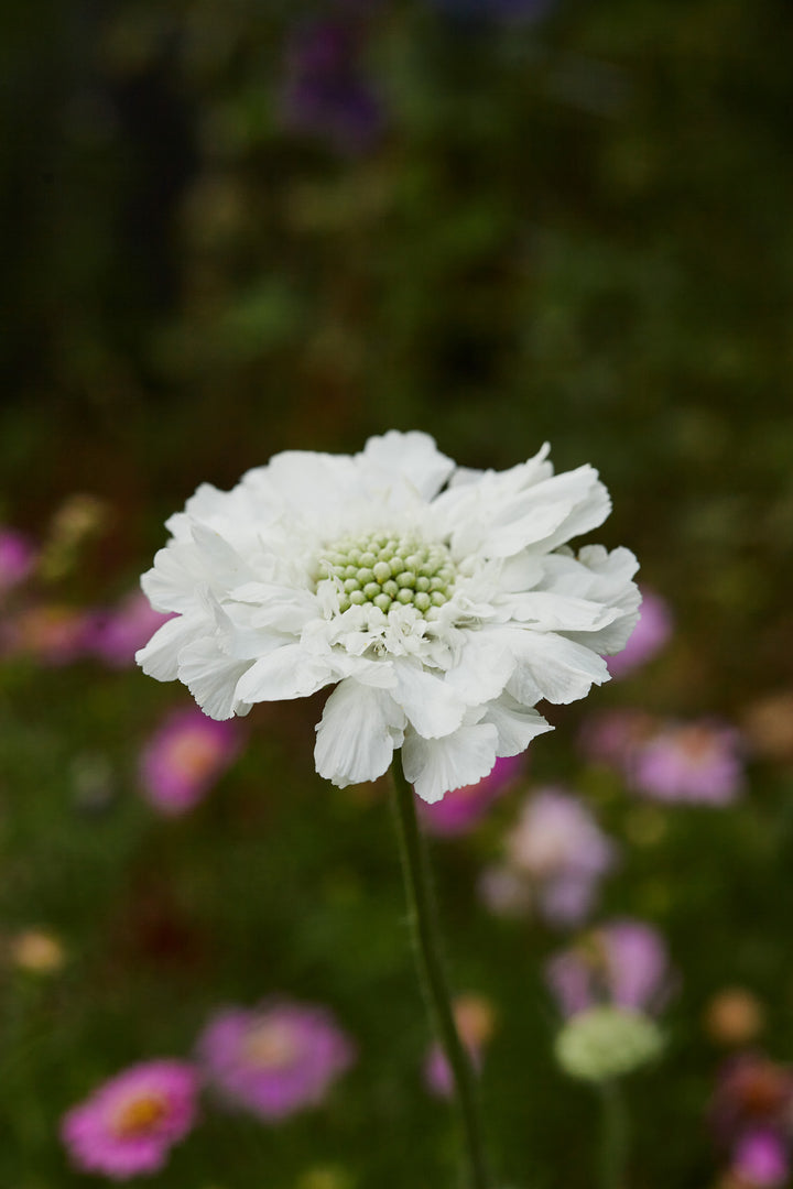 Scabiosa Fama White Perennial Flower | X 20 Seeds (NOT TO WA)