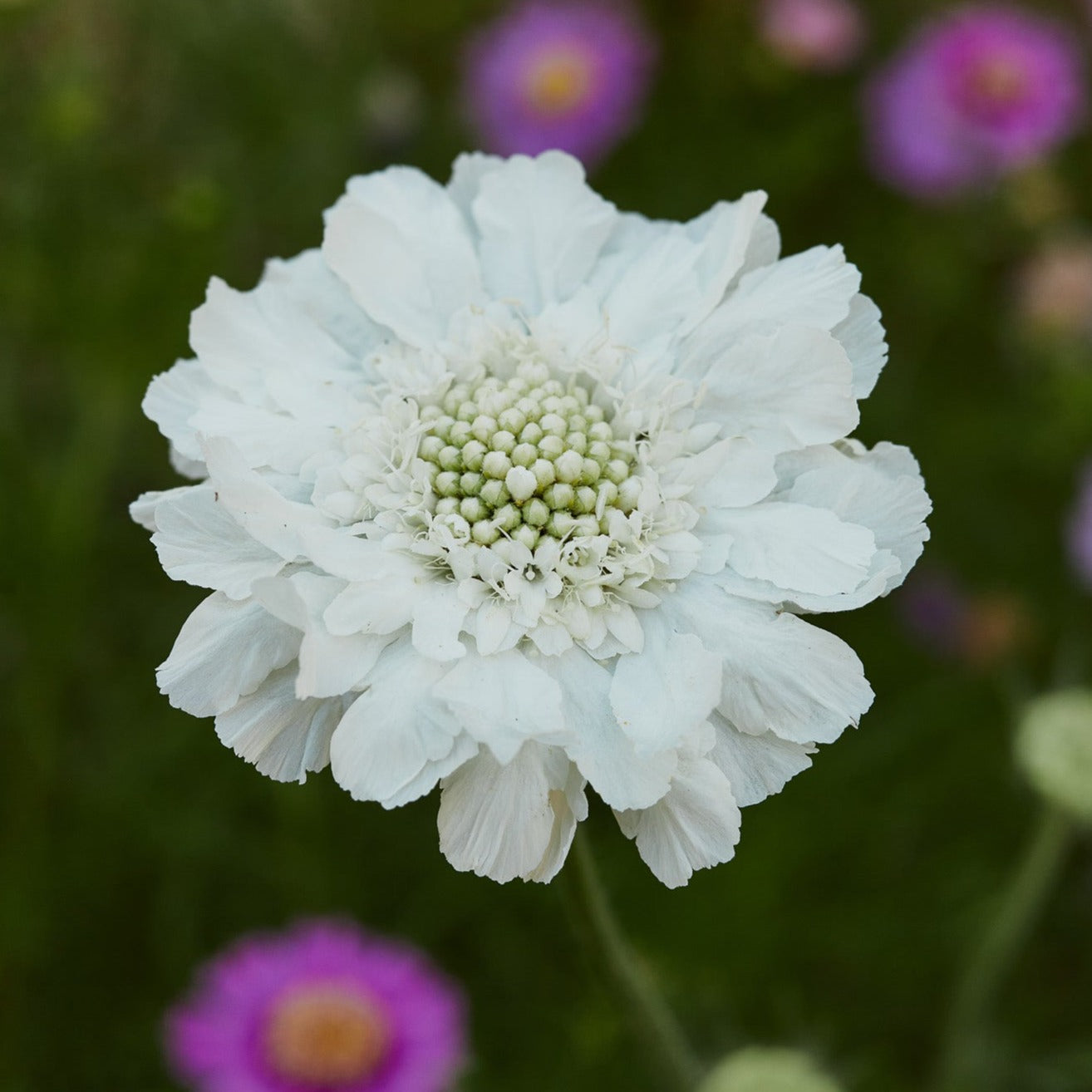 Scabiosa Fama White Perennial Flower | X 15 Seeds (NOT TO WA) – Veggie ...