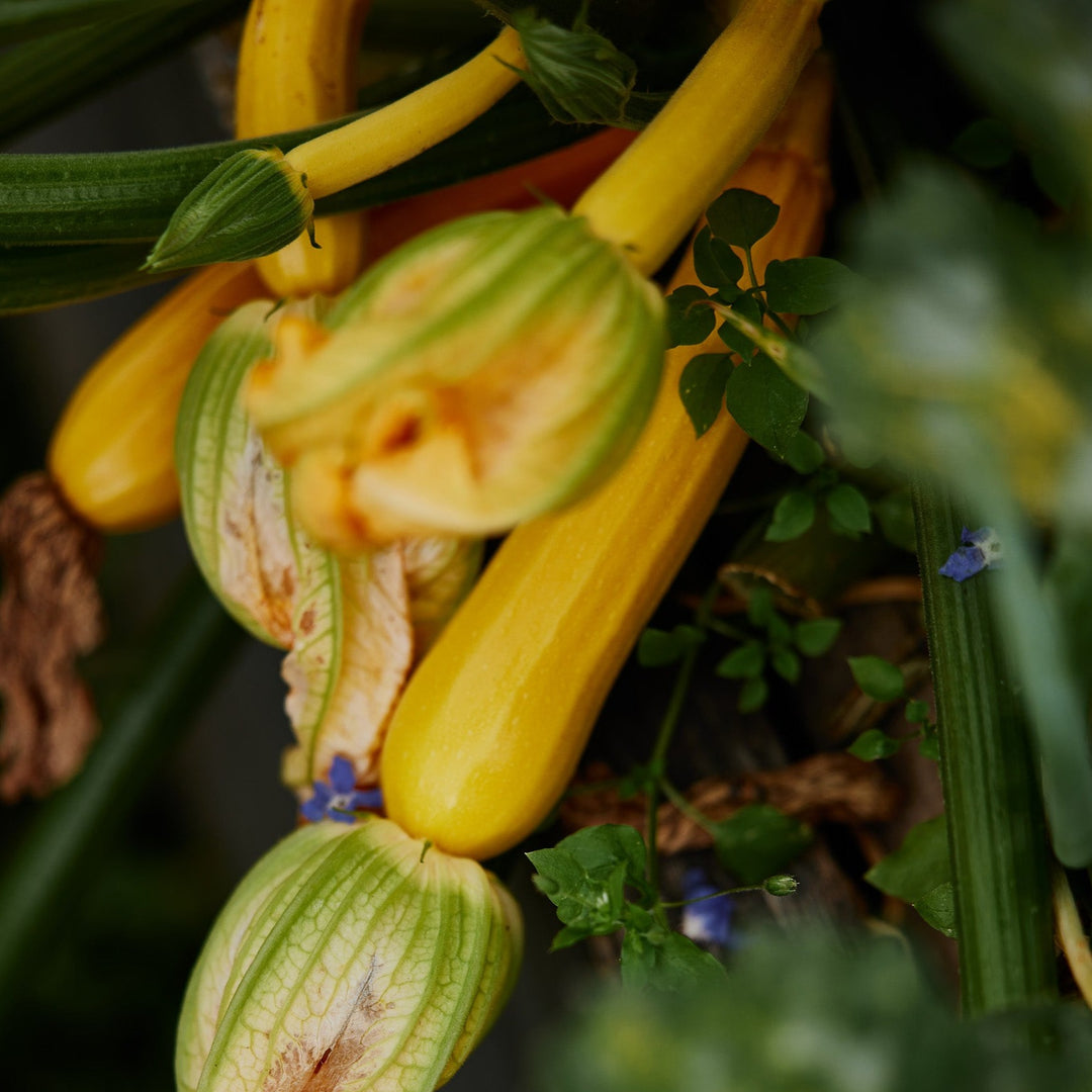 Zucchini Golden Vegetable | X 15 Seeds