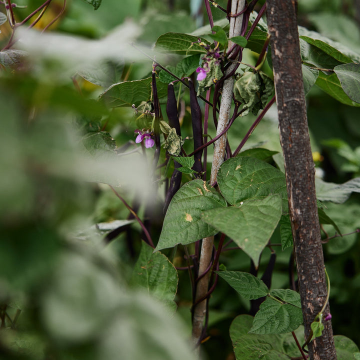 Bean Royal Burgundy Vegetable | X 20 Seeds