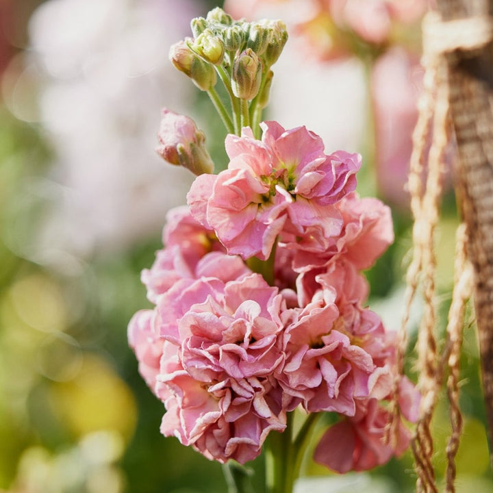 Stock StoX Champagne Flower | X 30 Seeds