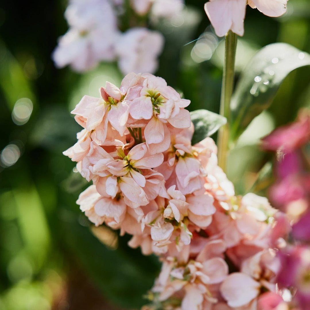 Stock Katz Apricot Flower | X 50 Seeds