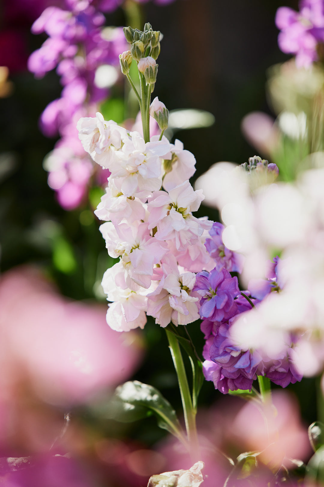 Stock Katz Cherry Blossom Flower | X 50 Seeds