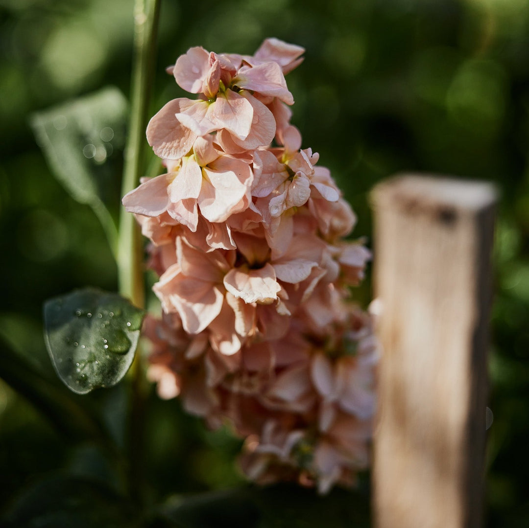 Stock Katz Apricot Flower | X 50 Seeds