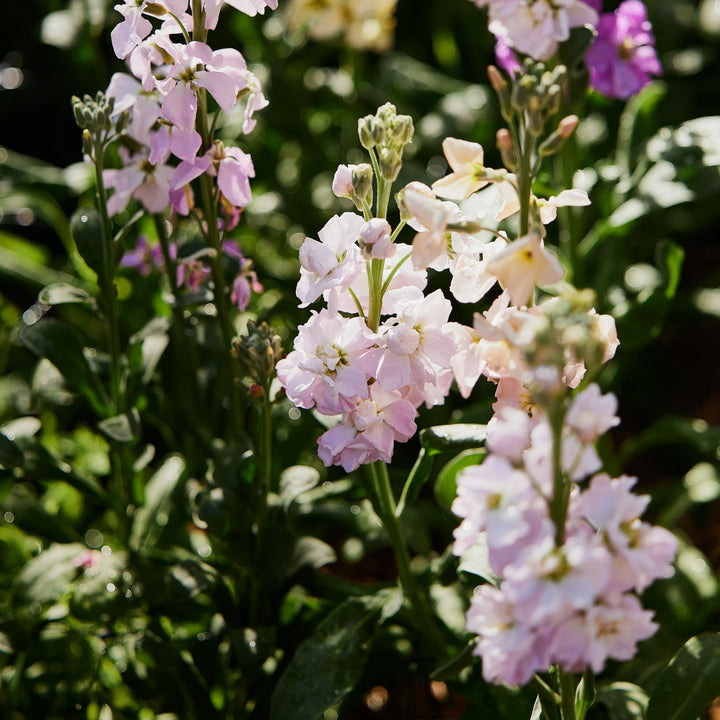 Stock Giant Column Appleblossom Flower | X 50 Seeds