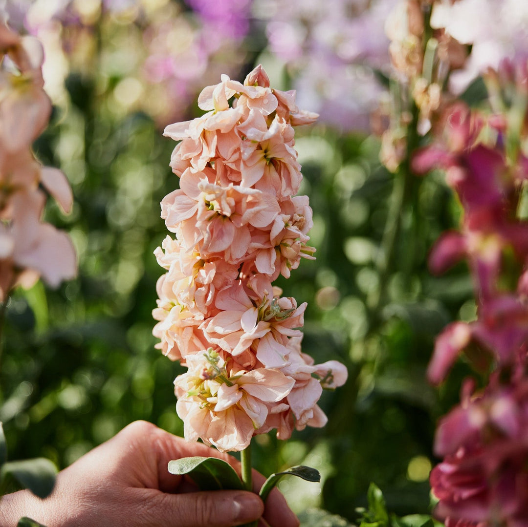 Stock Giant Column Apricot Flower | X 50 Seeds