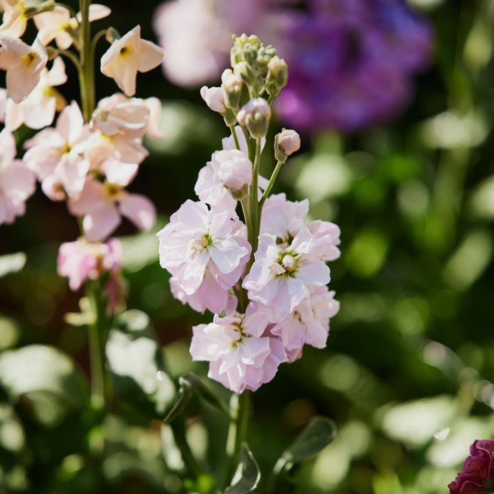 Stock Katz Cherry Blossom Flower | X 50 Seeds