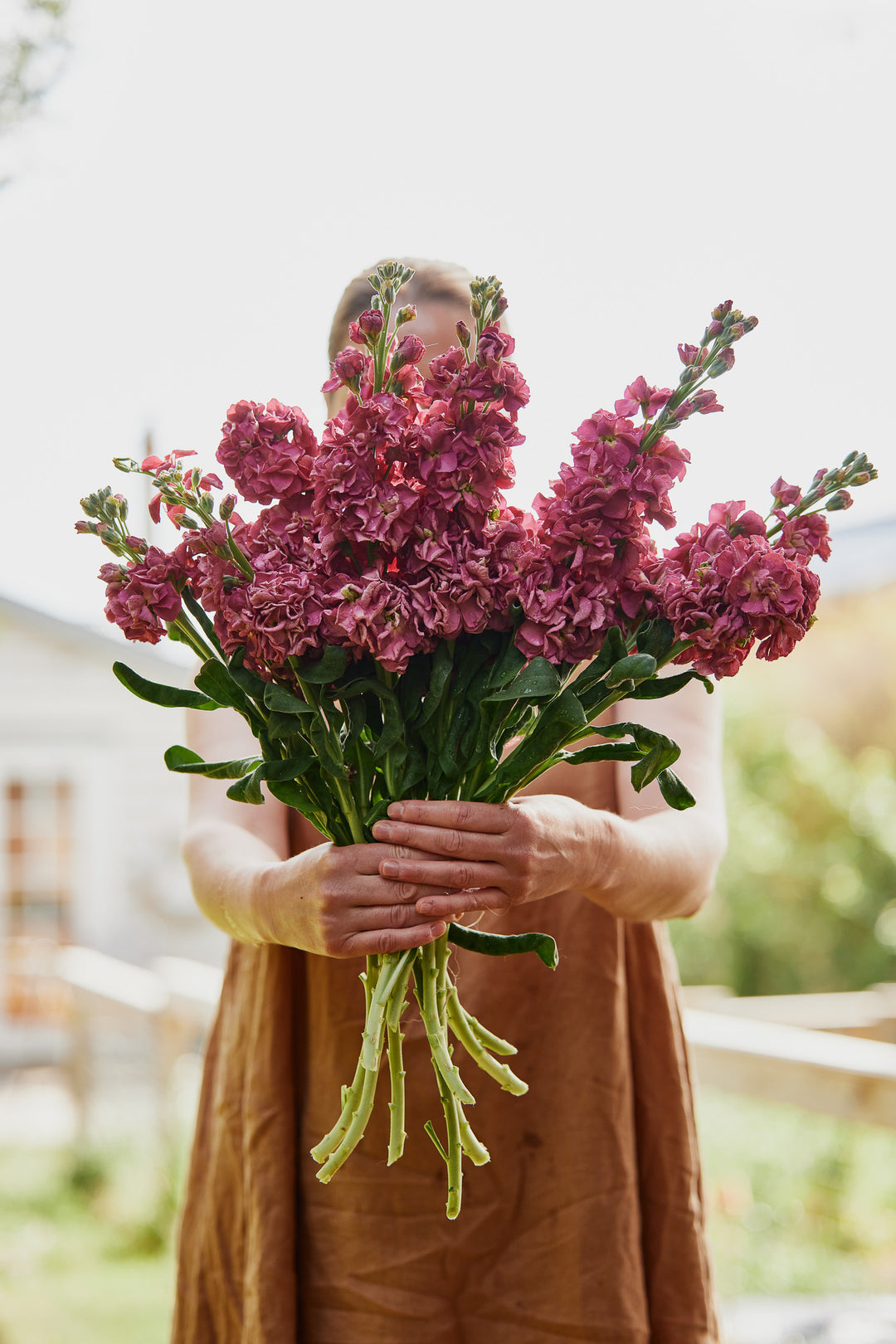 Stock Vintage Brown Flower | X 30 Seeds